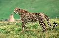   Gepard